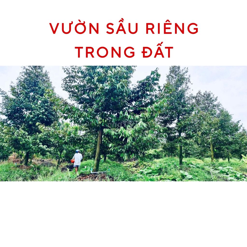 BÁN ĐẤT khu phố Bình Đức, Xã Bình Phú